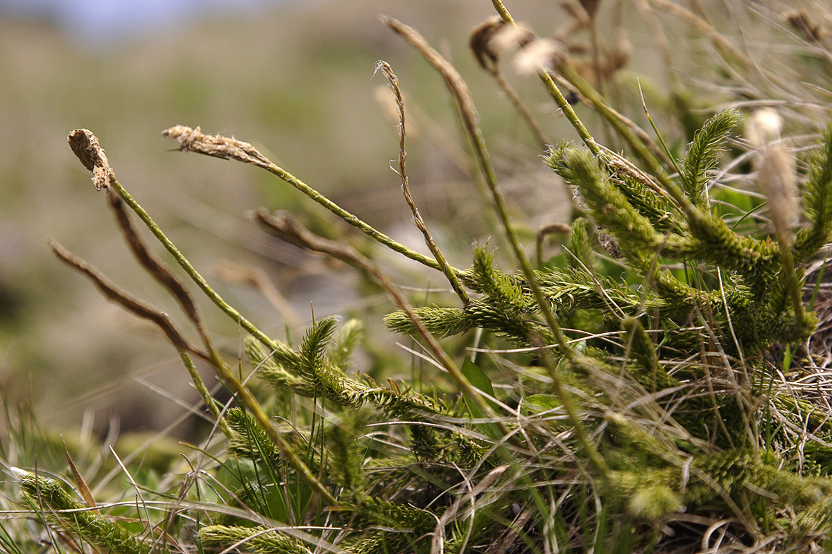 Плауны в природе. Lycopodium clavatum l.. Плаун на болоте. Липодия. Lycopodium inundatum Томск.