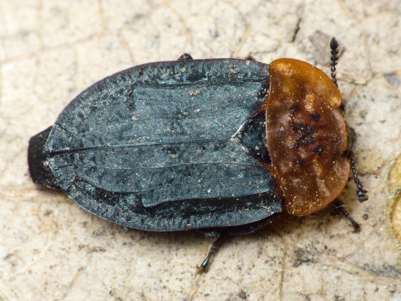 Oiceoptoma thoracicum (Linnaeus, 1758)