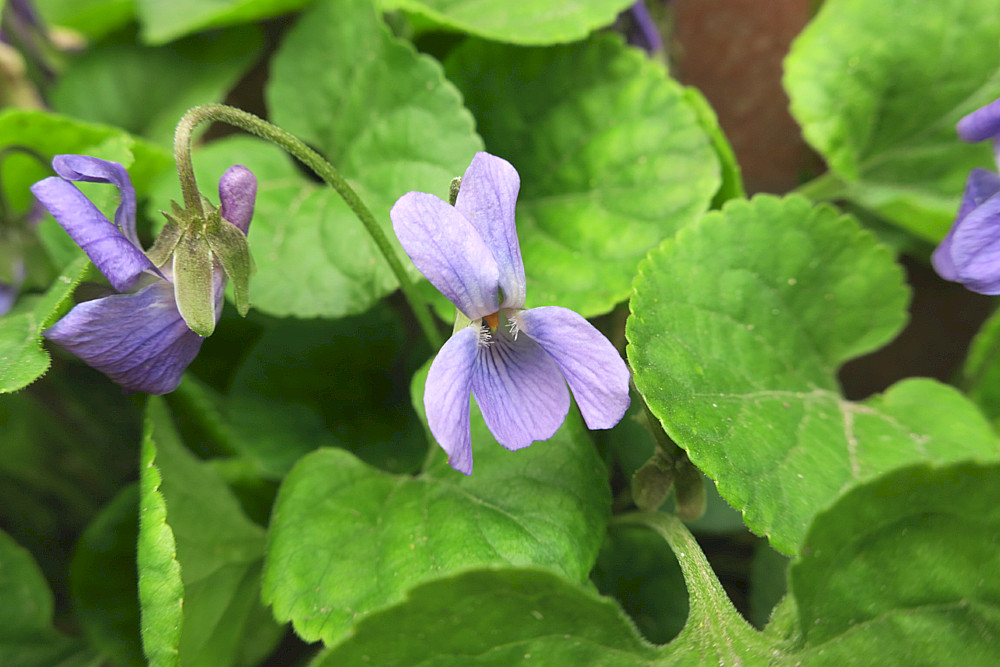 Viola odorata фото