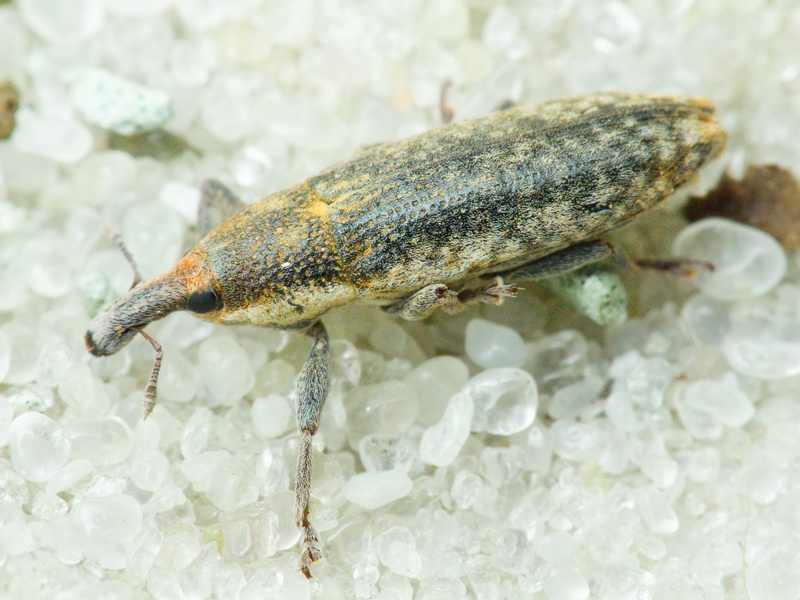 Lixus (Phillixus) subtilis Boheman, 1835