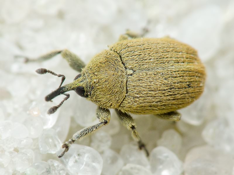 Rhinusa neta (Germar, 1821)