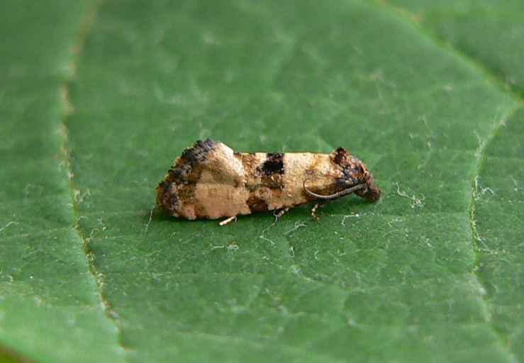 Cochylis atricapitana