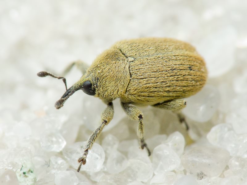 Rhinusa neta (Germar, 1821)