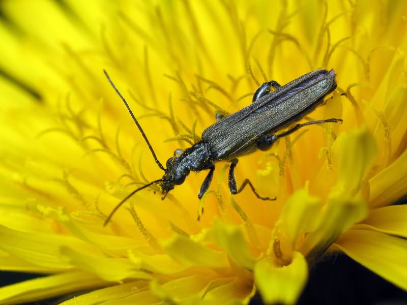 Oedemera virescens (Linnaeus, 1767)