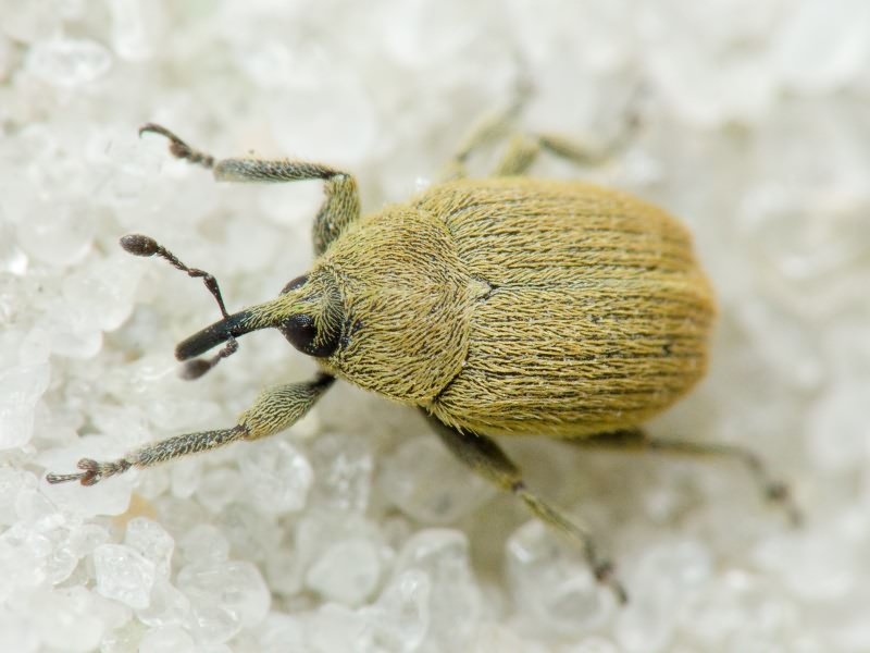 Rhinusa neta (Germar, 1821)