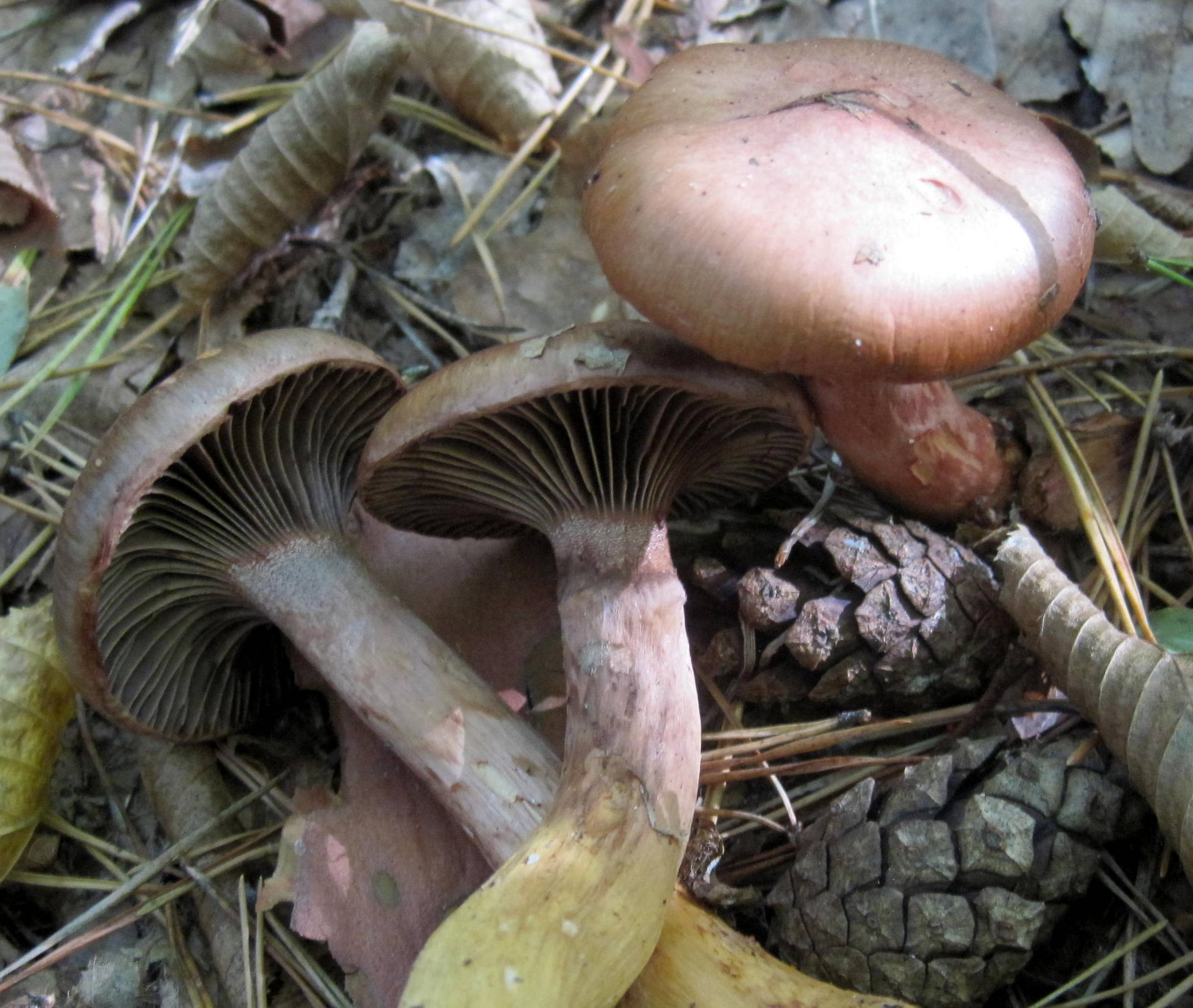 Мокруха. Мокруха пурпуровая (Chroogomphus rutilus). Мокруха Сосновая пурпуровая. Мокруха Сосновая пурпуровая гриб. Мокруха Сосновая мокруха Сосновая.