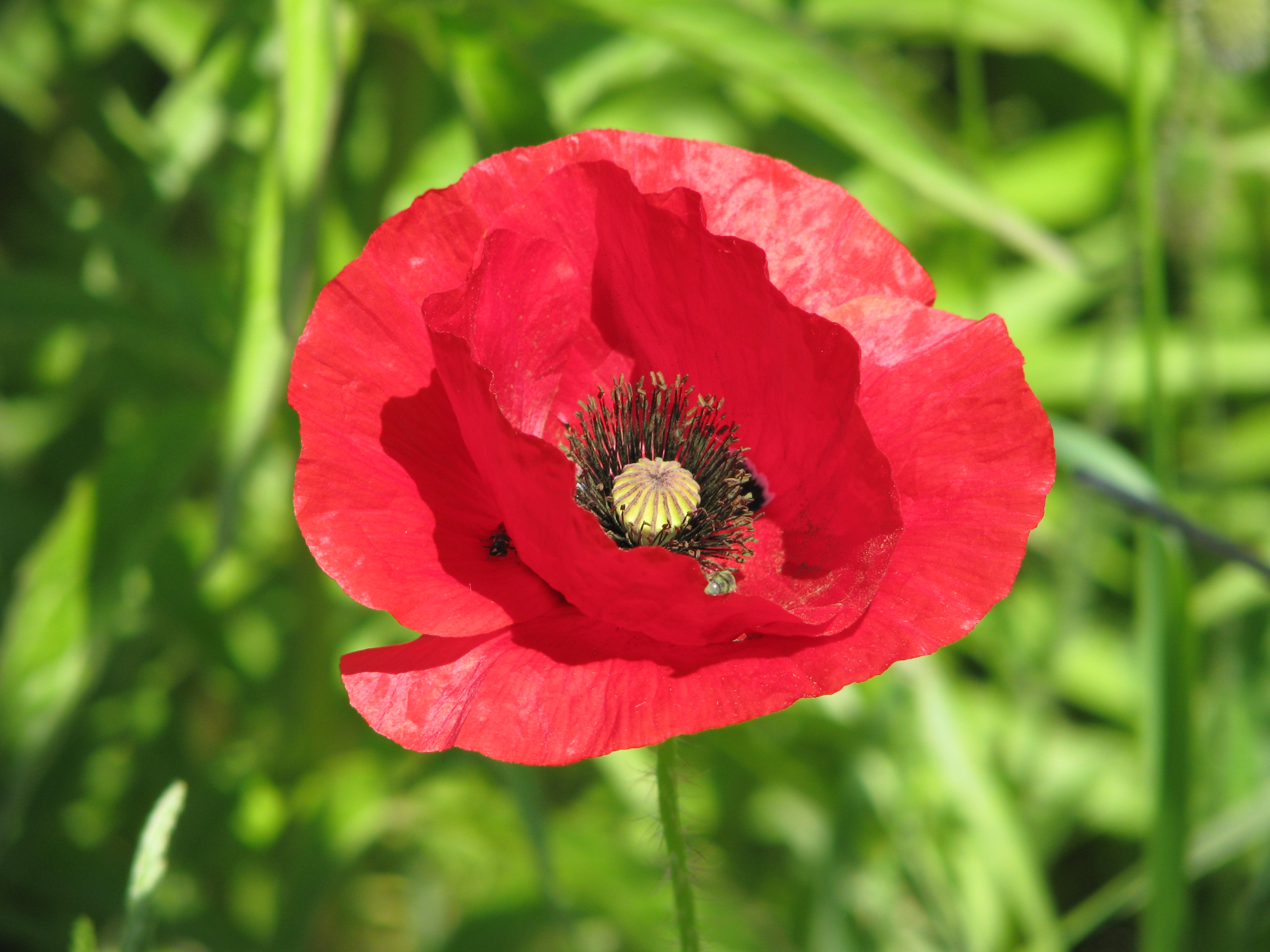 Маки домашнее. Мак папавер самосейка. Papaver rhoeas l.. Мак-самосейка (p. rhoeas). Мак самосейка (Papaver rhoeas) Ширли..