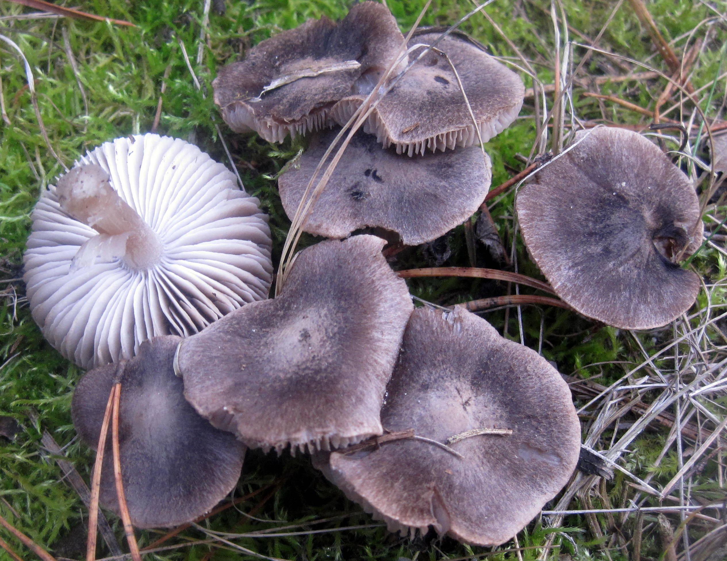 Рядовка телеграмм. Tricholoma terreum. Рядовки съедобные. Рядовка пятнистая. Грибы рядовки.