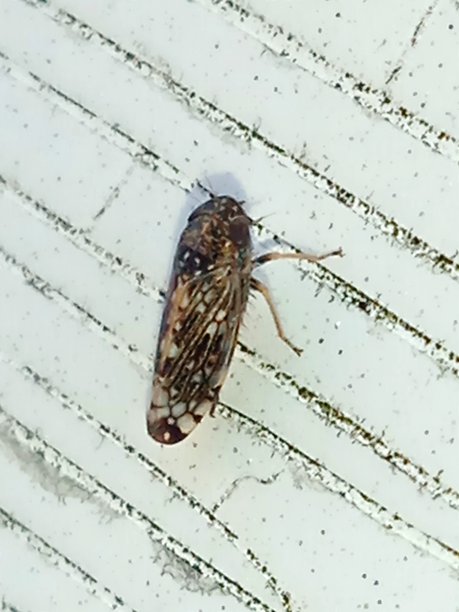 Cicadellidae Latreille, 1802