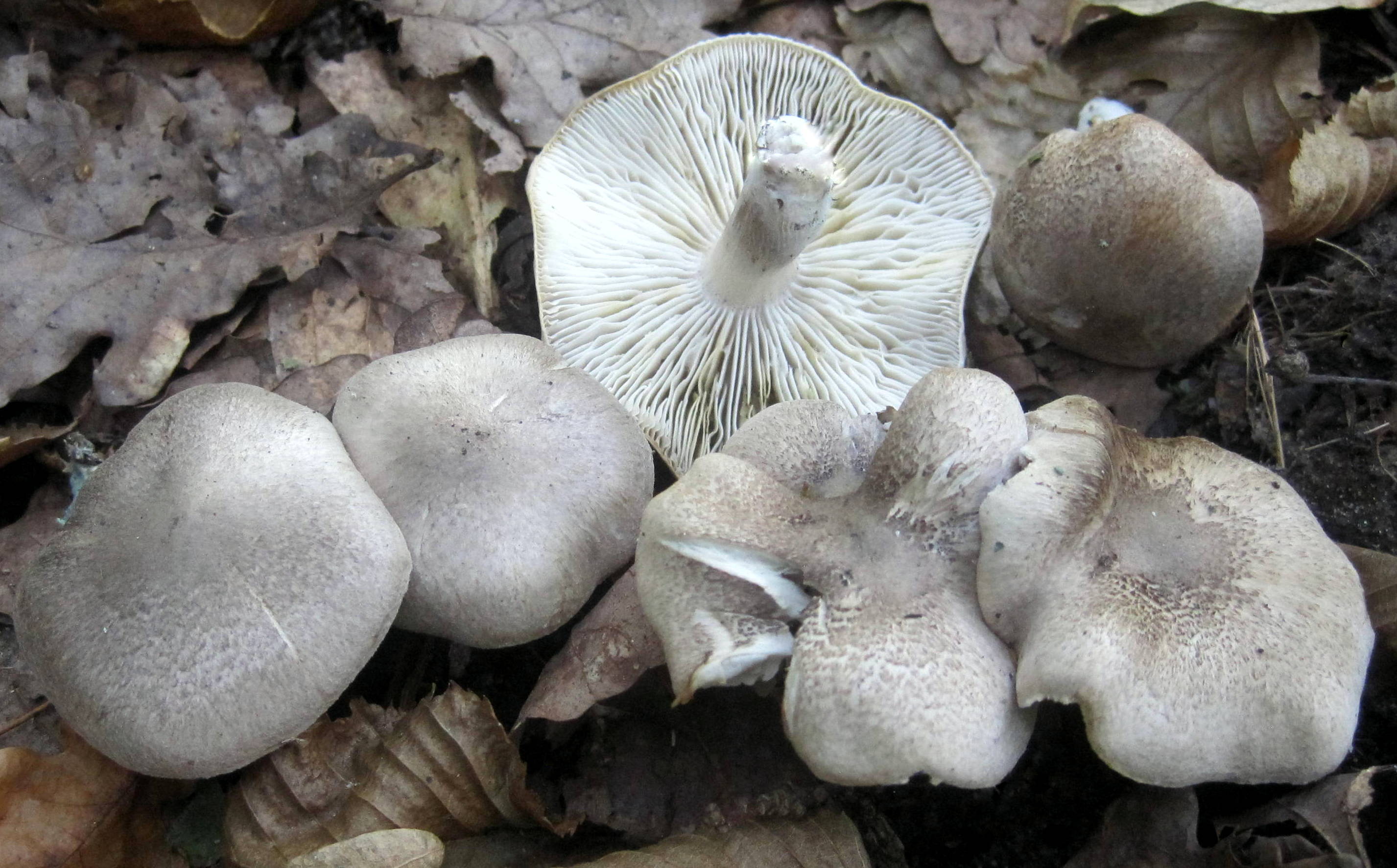 Грибы рядовки на зиму. Рядовка Голубиная (лат. Tricholoma columbetta). Рядовка Голубиная Tricholoma columbetta. Рядовка белая Голубиная. Рядовка Голубиная (лат. Tricholoma columbetta) съедобная.