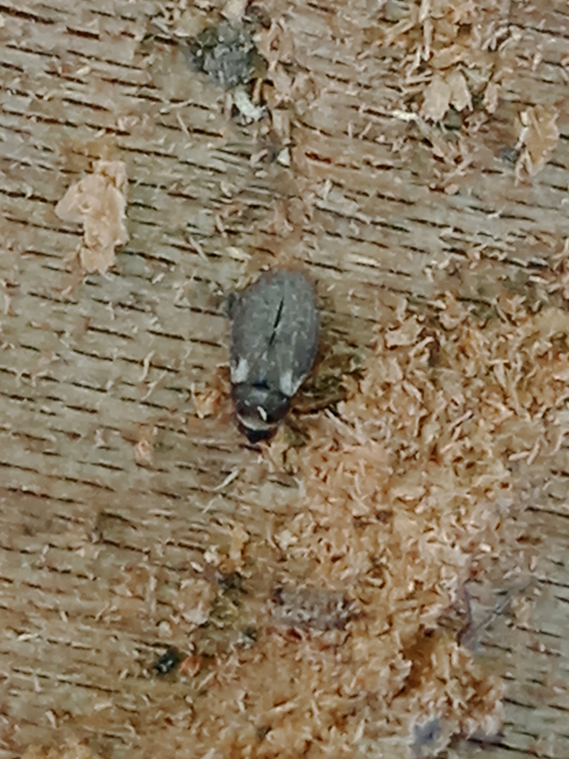 Oncochila scapularis (Fieber, 1844)