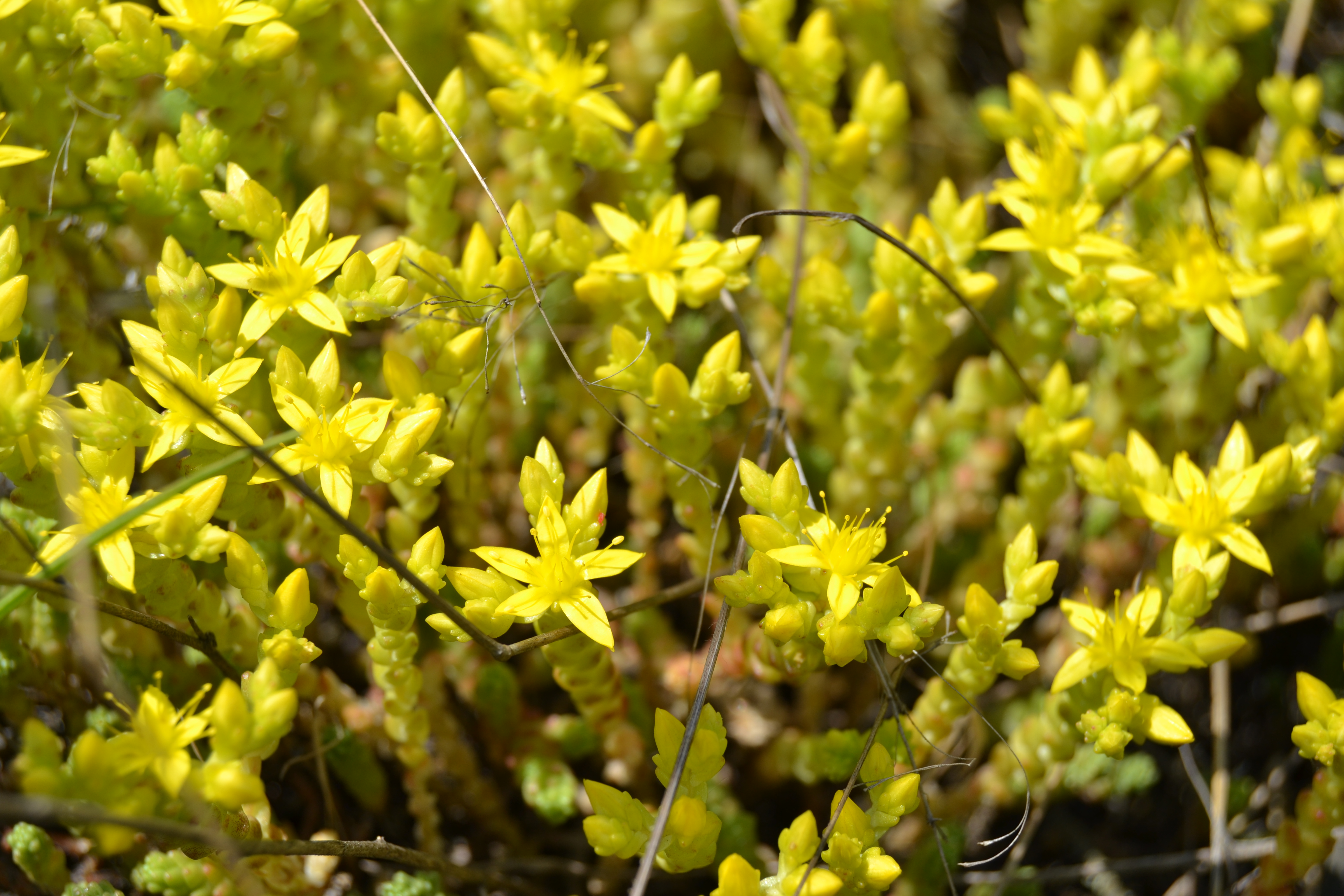 Очиток едкий Sedum acre