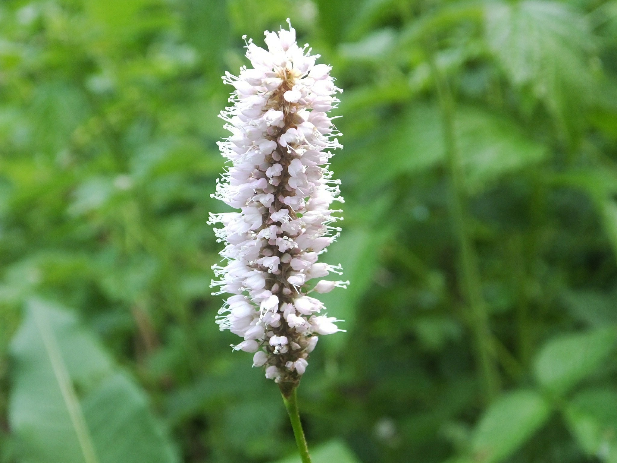 Bistorta officinalis