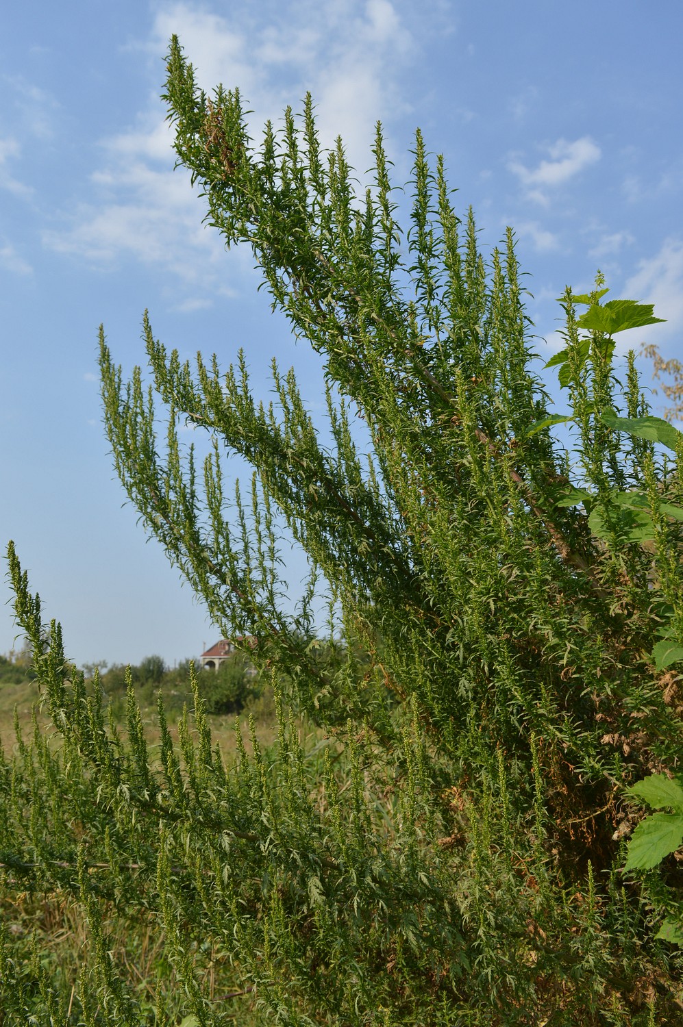 Artemisia tournefortiana Rchb.