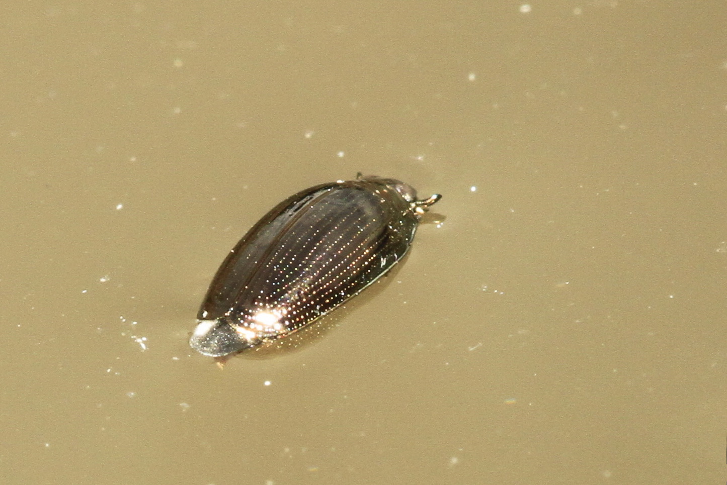Gyrinus