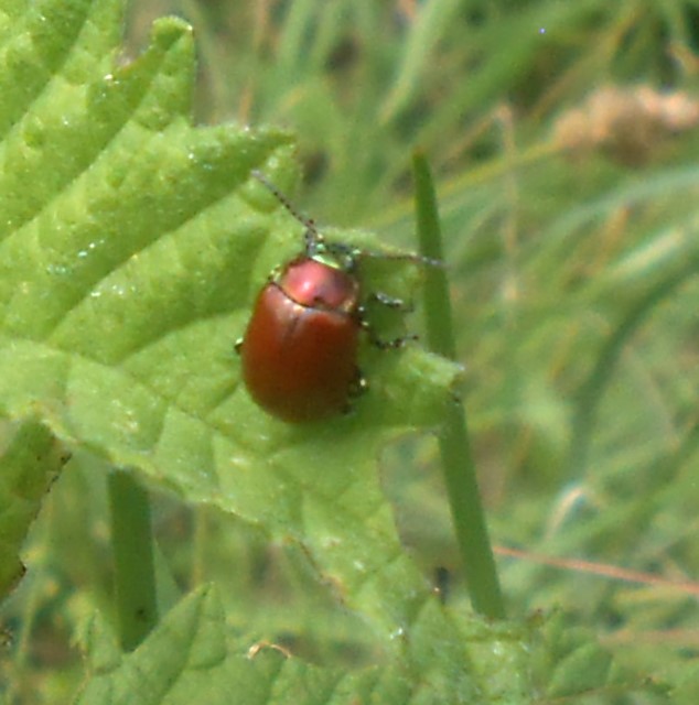 Chrysolina polita (Linnaeus, 1758)