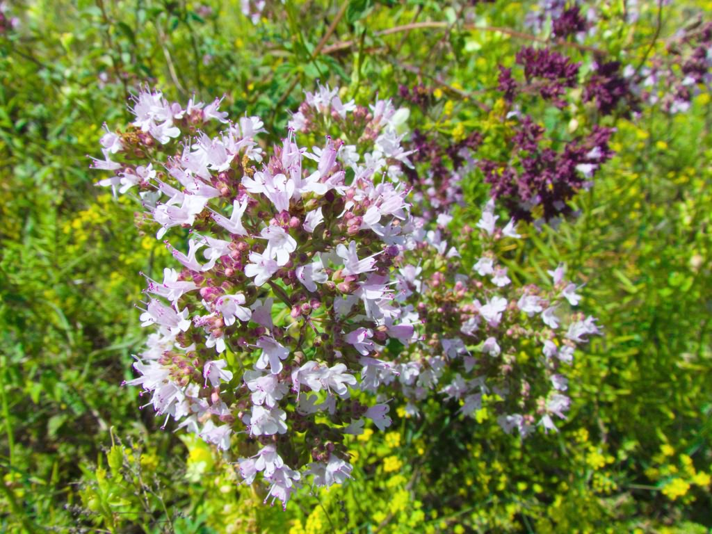 Origanum vulgare L.