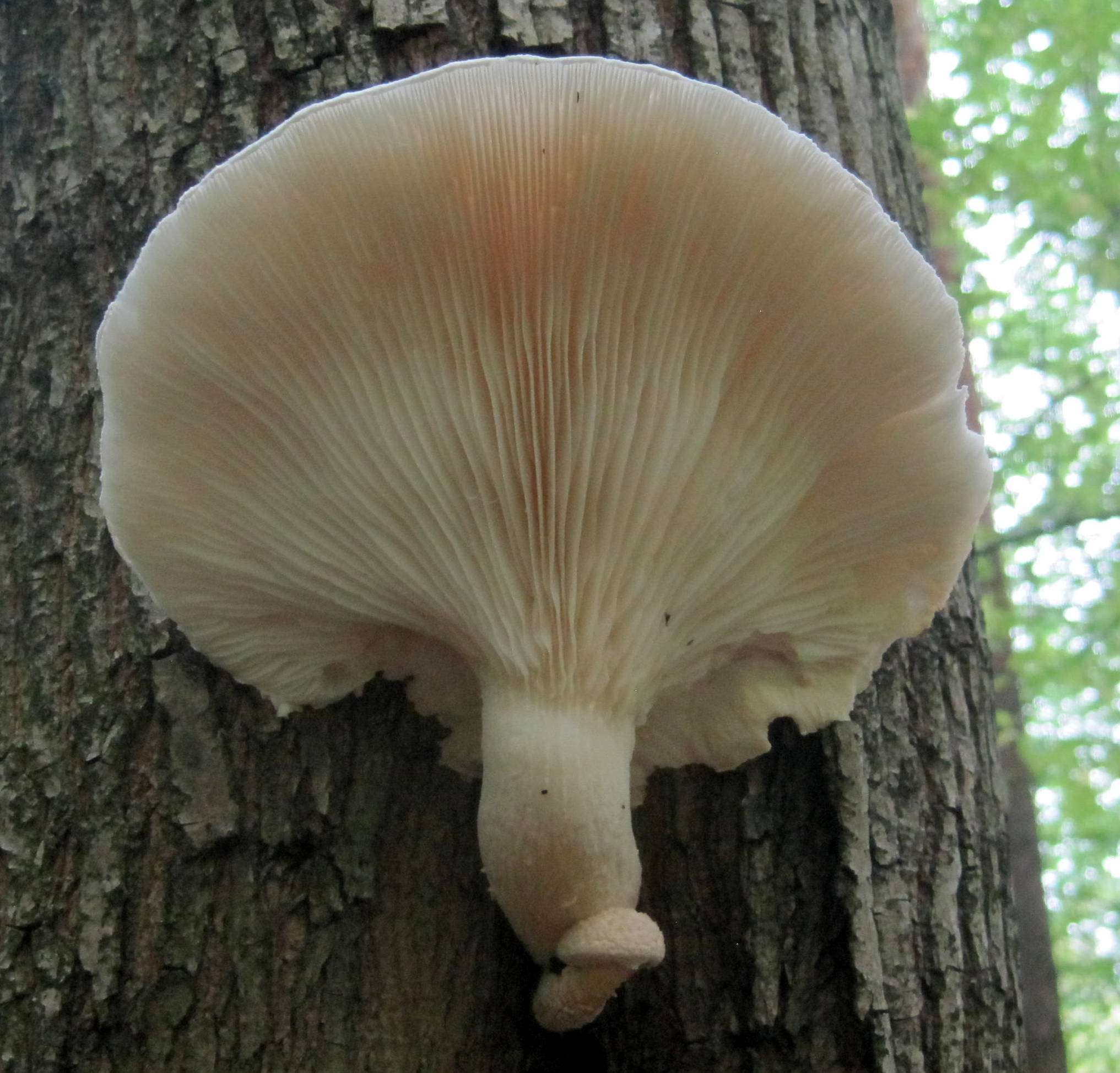 Pleurotus