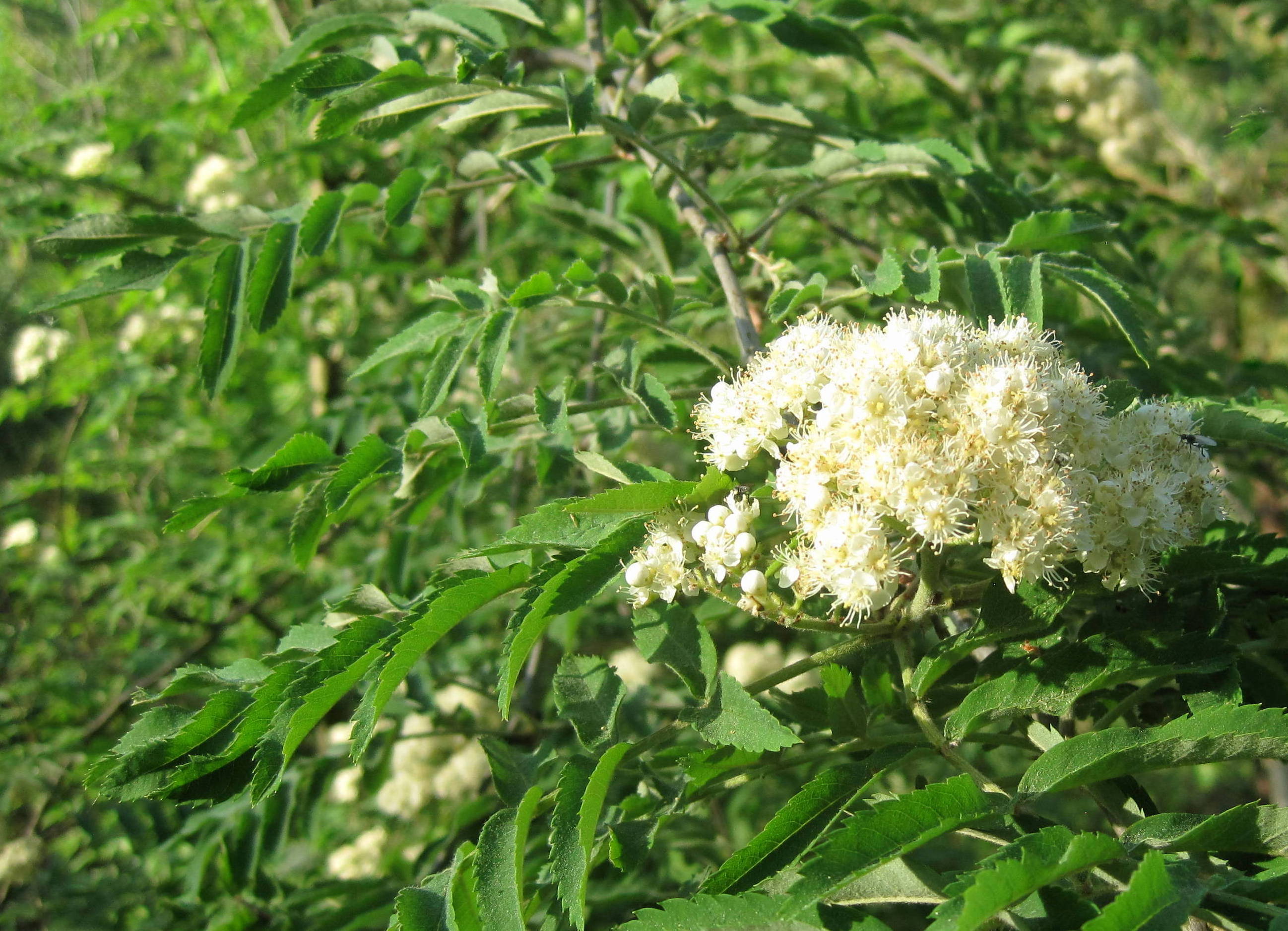 Aspleniifolia рябина