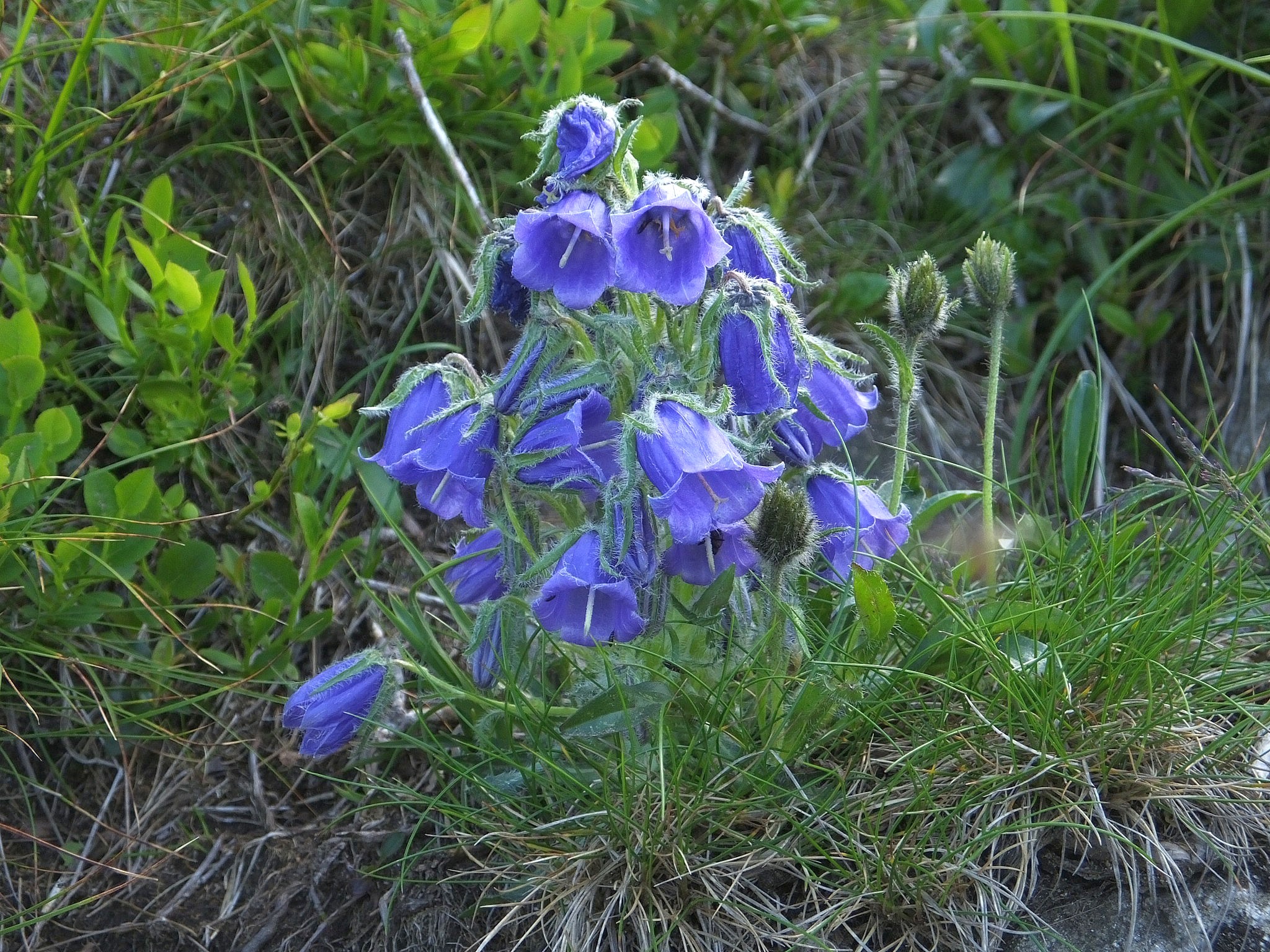 Campanula Alpina