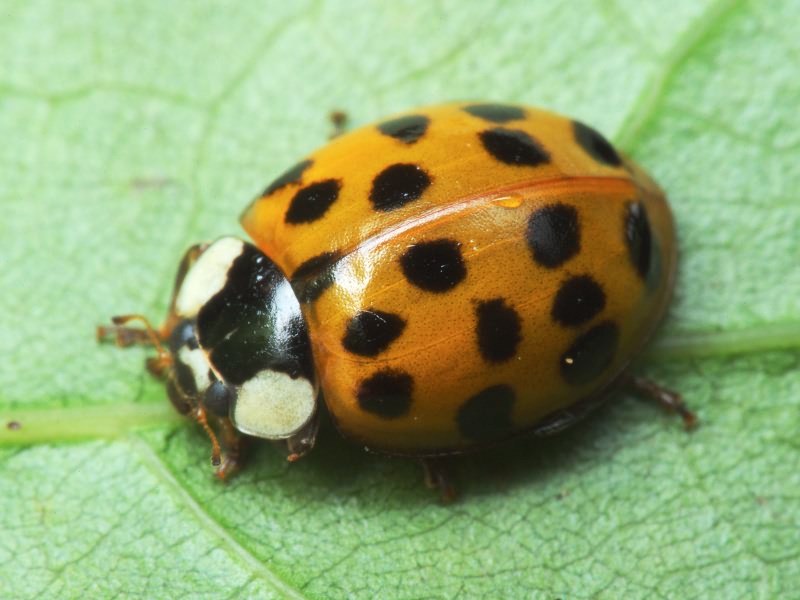Harmonia axyridis (Pallas, 1773)