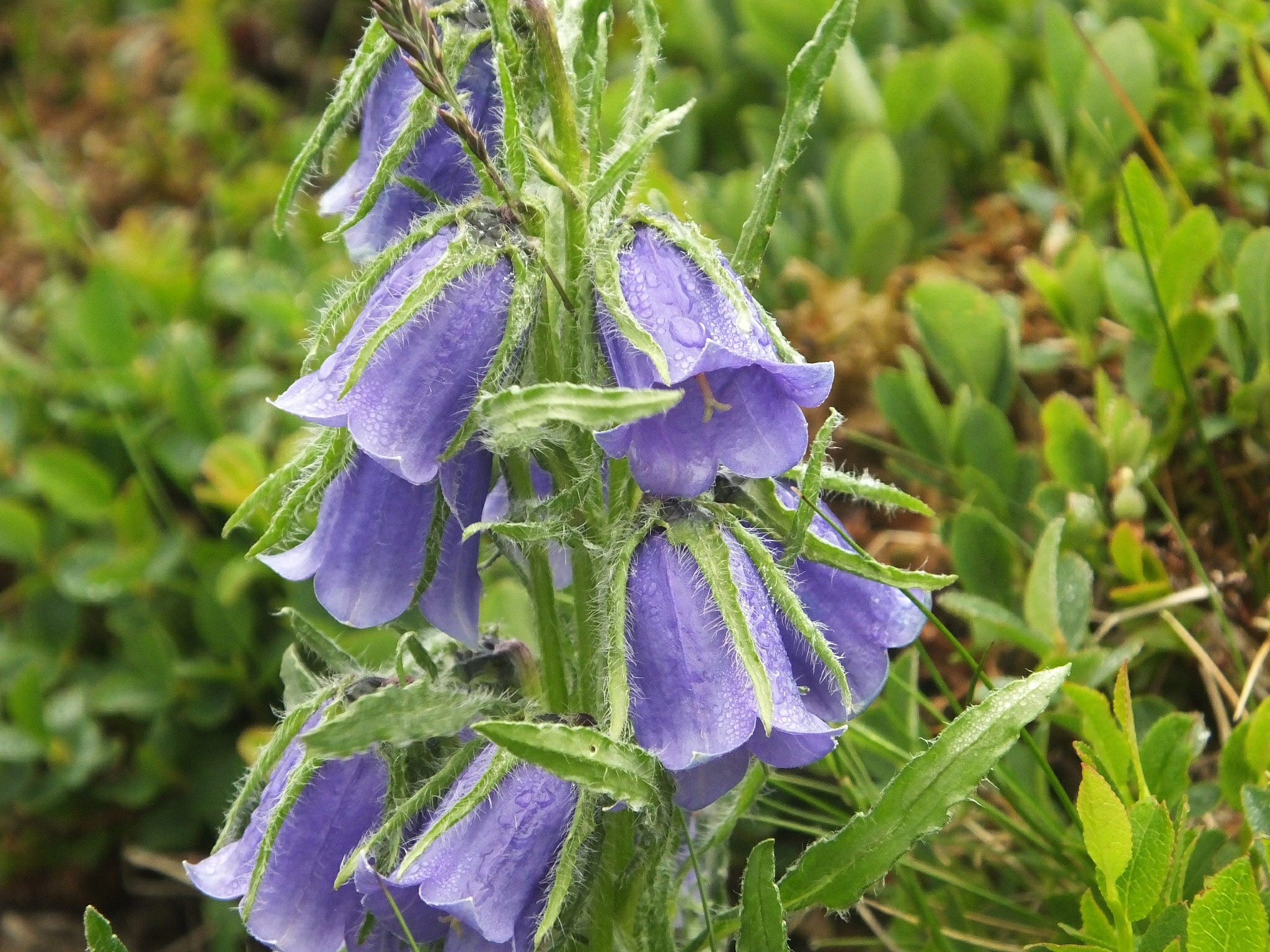 Кампанула Альпина