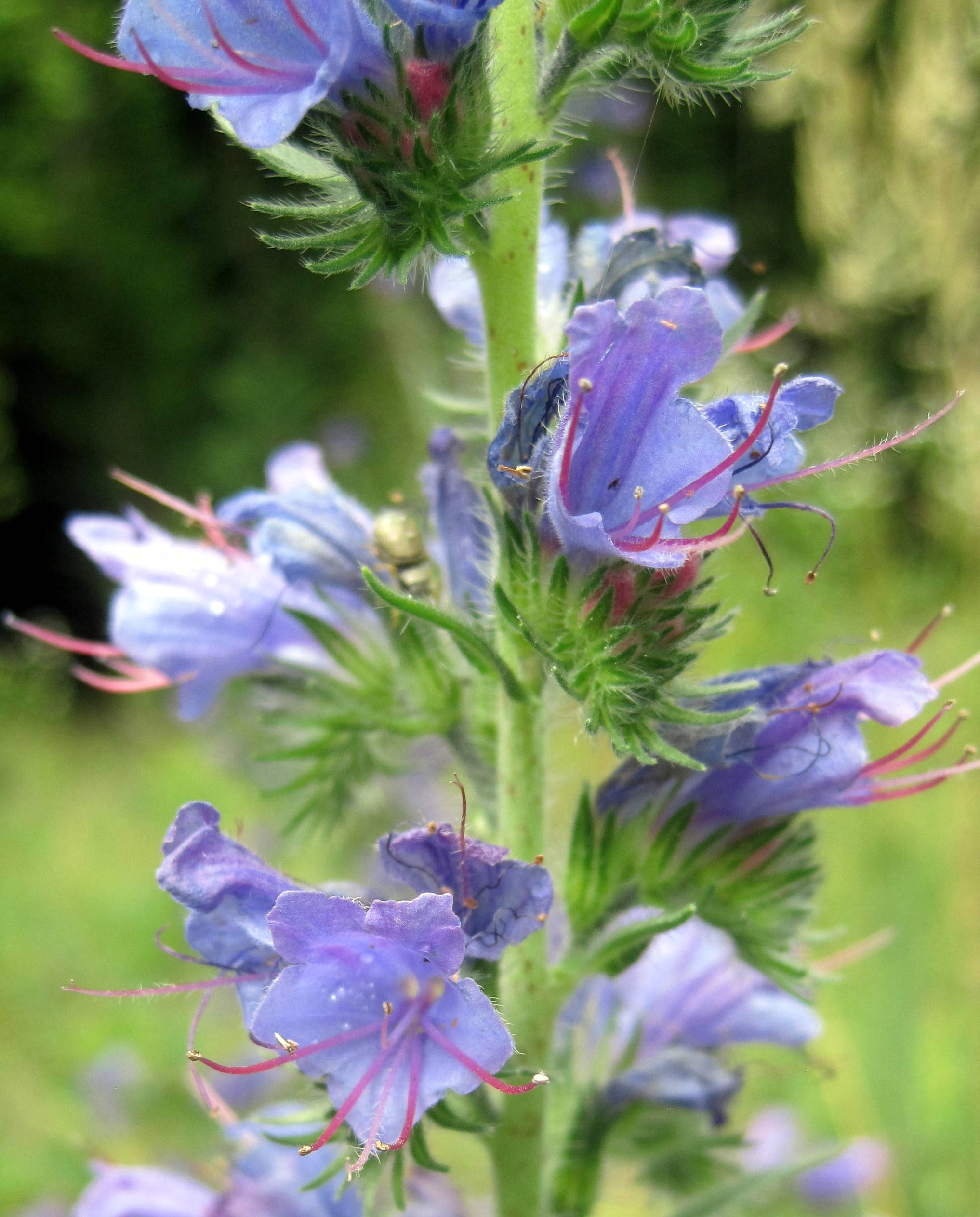 Echium vulgare