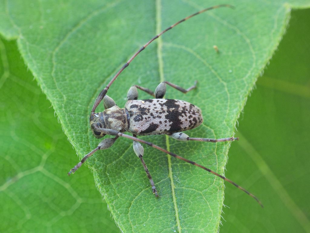 Leiopus femoratus Fairmaire, 1859