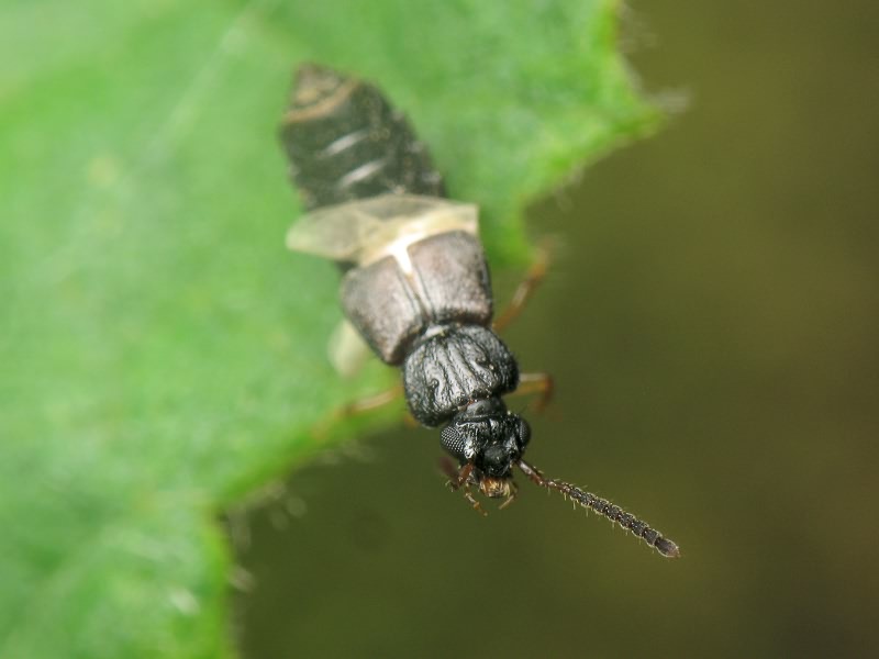 Oxytelus (Epomotylus) sculptus Gravenhorst, 1806