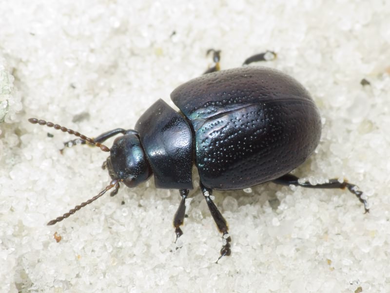 Chrysolina haemoptera (Linnaeus, 1758)