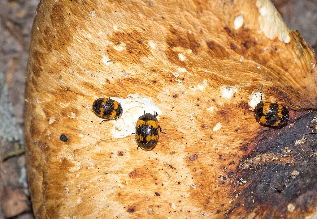 Diaperis boleti (Linnaeus, 1758)