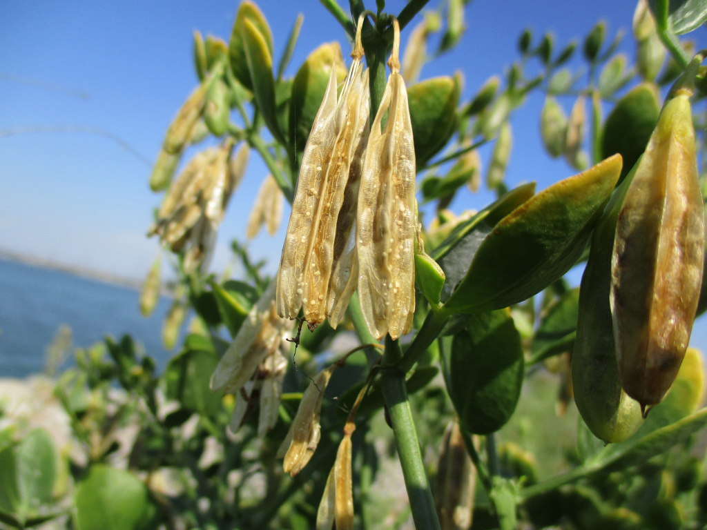 Zygophyllum fabago L.