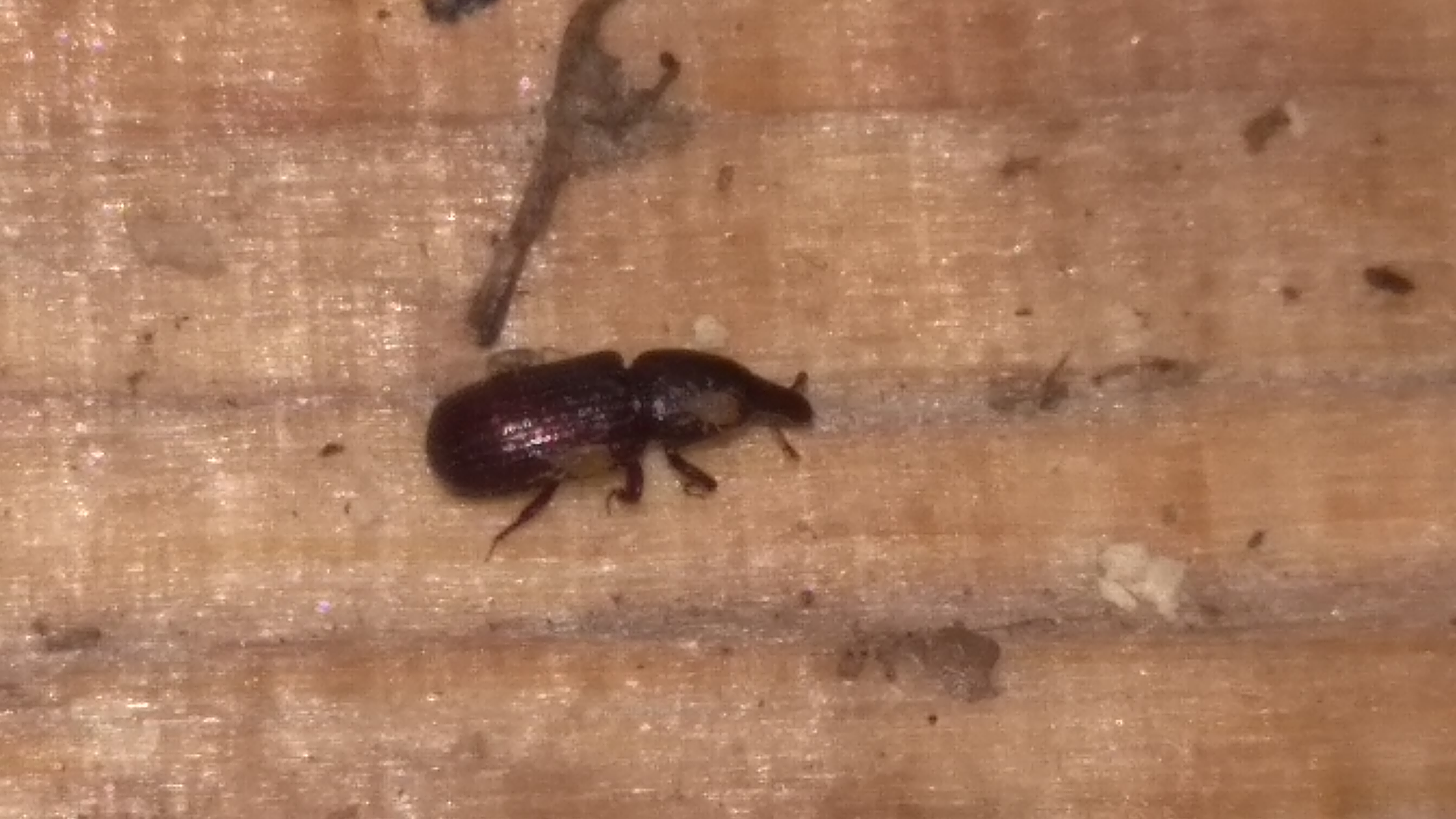 Stereocorynes truncorum (Germar, 1823)