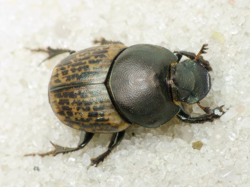 Coleoptera scarabaeoidae 4exx onthophagus medius   italy lazio 