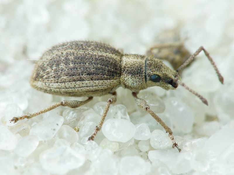 Ptochus (Ptochus) porcellus Boheman, 1834