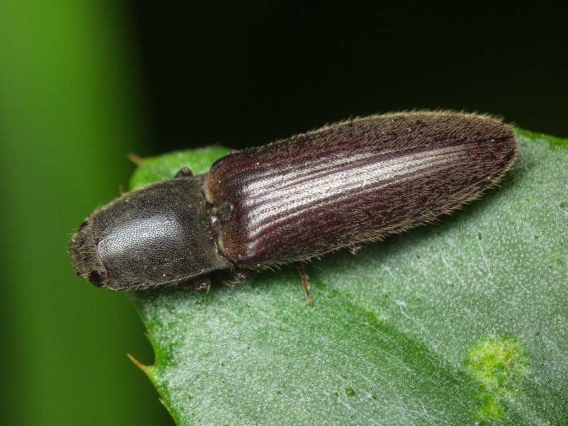 Athous (Athous) haemorrhoidalis (Fabricius, 1801)