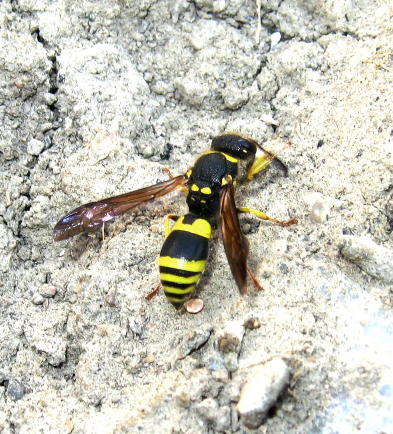 Род ос 5 букв. Ancistrocerus parietum. Род осы. Ancistrocerus trifasciatus самец. Осы родились.