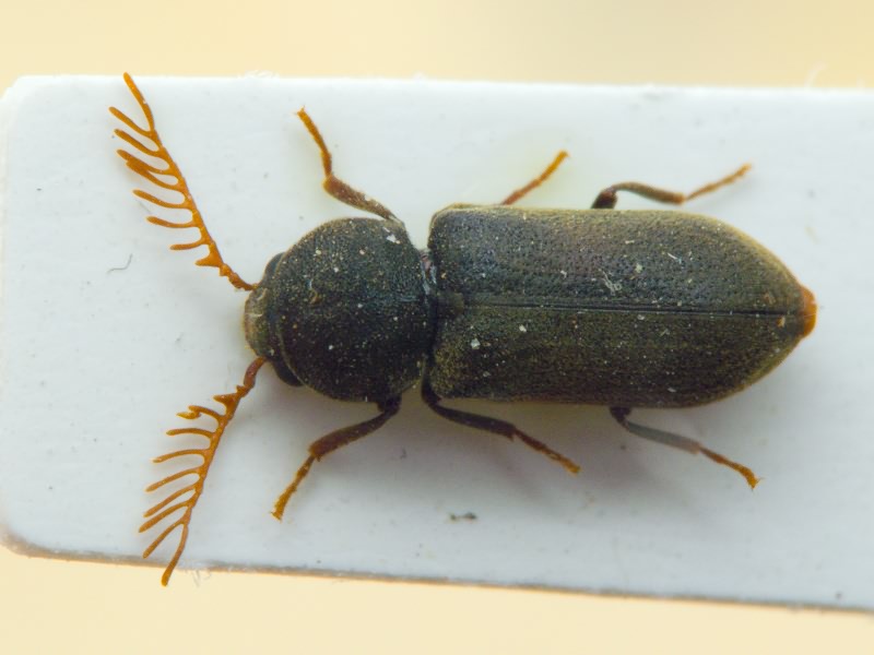 Ptilinus fuscus (Geoffroy in Fourcroy, 1785)