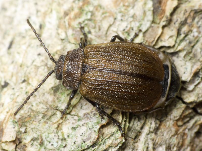 Galeruca pomonae (Scopoli, 1763)