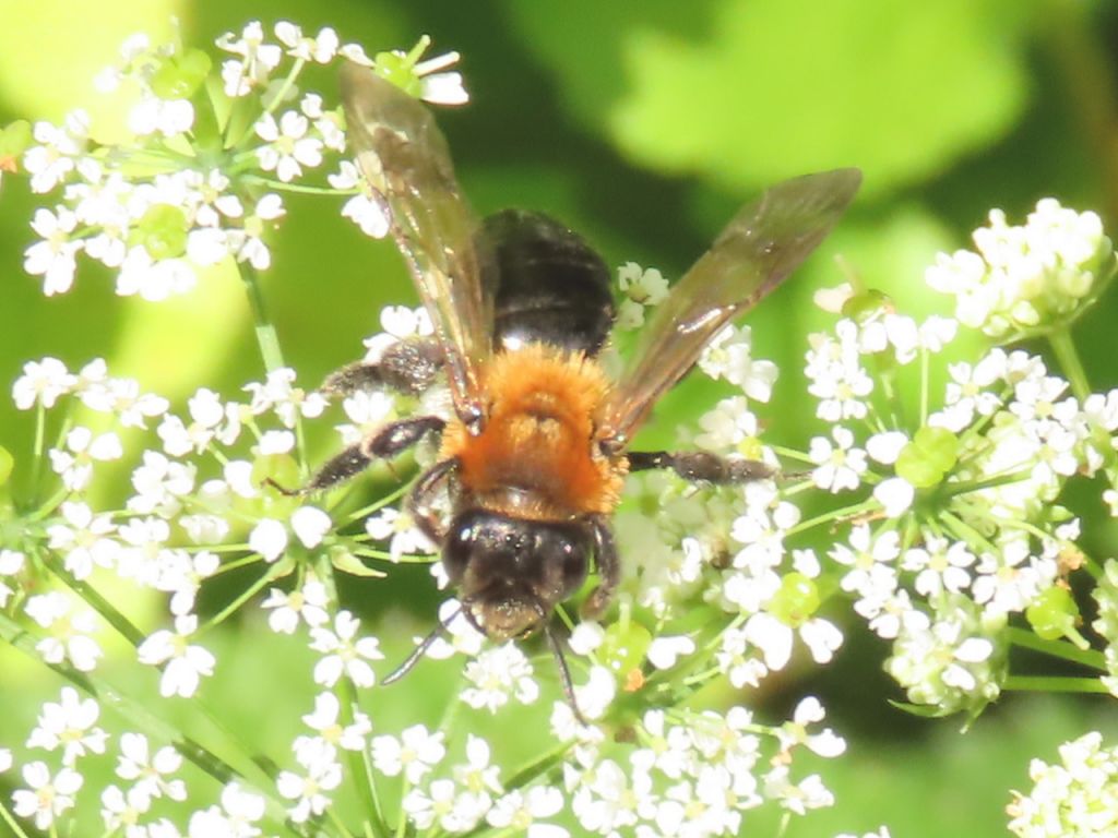 Apoidea