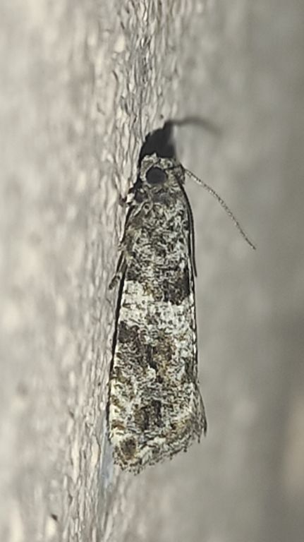 Lepidoptera Linnaeus, 1758