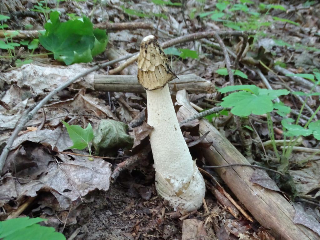 Phallus impudicus L.