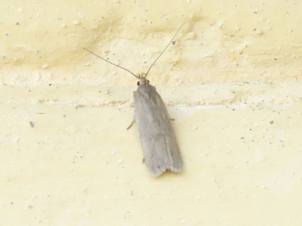 Lepidoptera Linnaeus, 1758