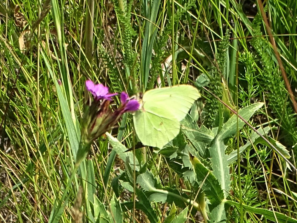 Gonepteryx rhamni (Linnaeus, 1758)