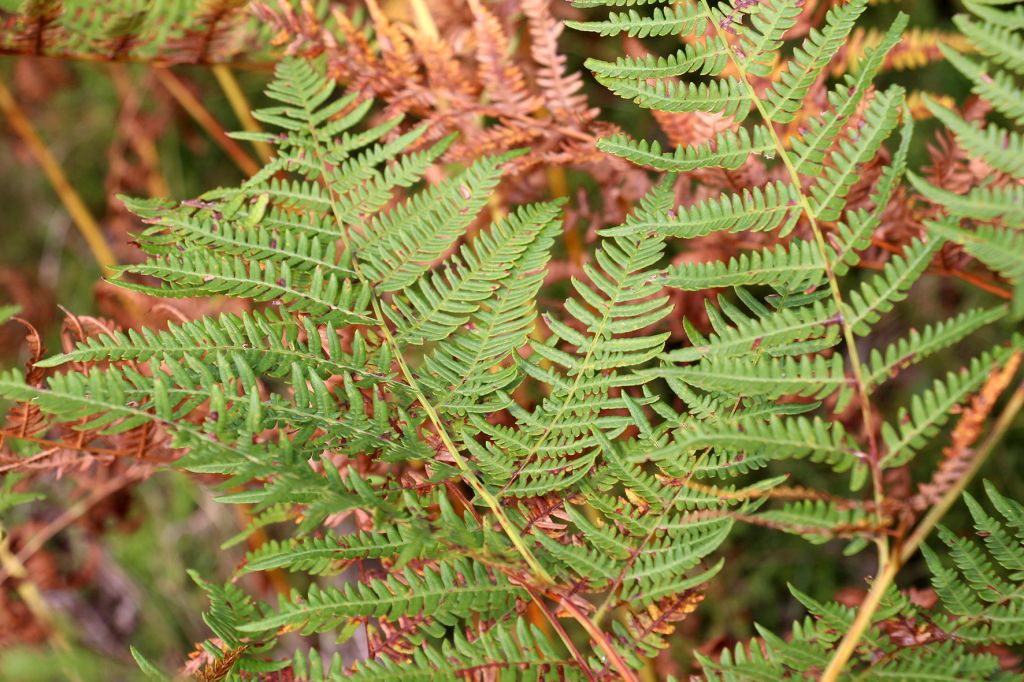 Pteridium aquilinum subsp. pinetorum (C.N.Page & R.R.Mill) J.A.Thomson