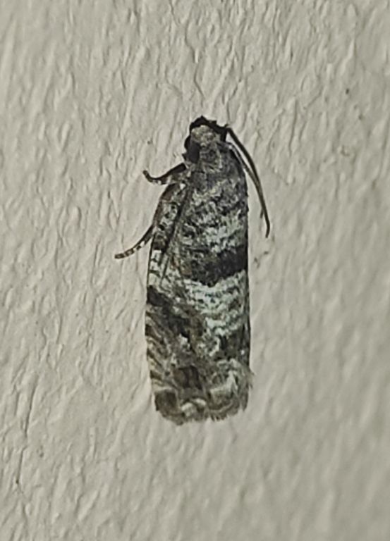 Lepidoptera Linnaeus, 1758