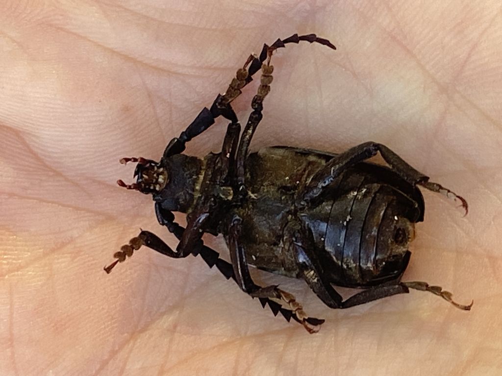 Prionus coriarius (Linnaeus, 1758)