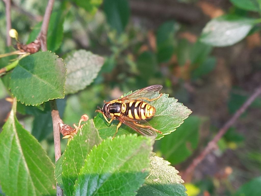 Chrysotoxum festivum (Linnaeus, 1758)