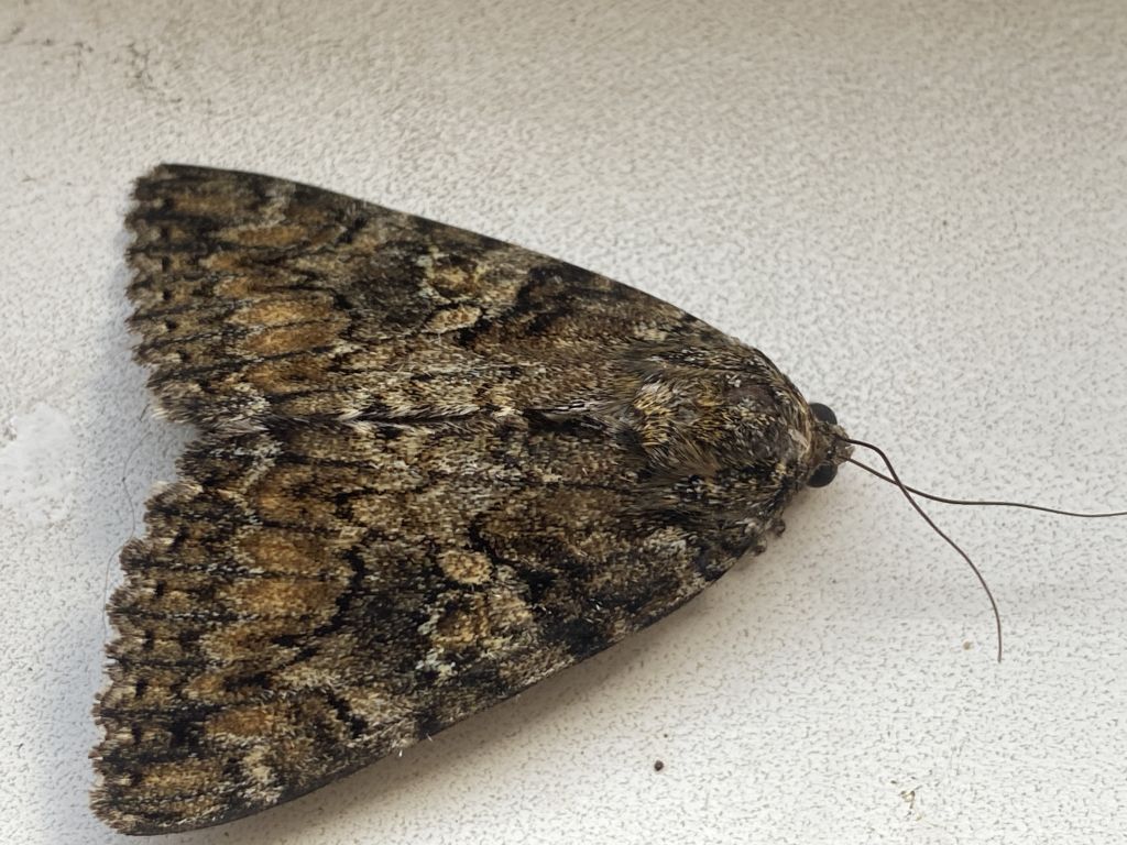 Catocala sponsa (Linnaeus, 1767)
