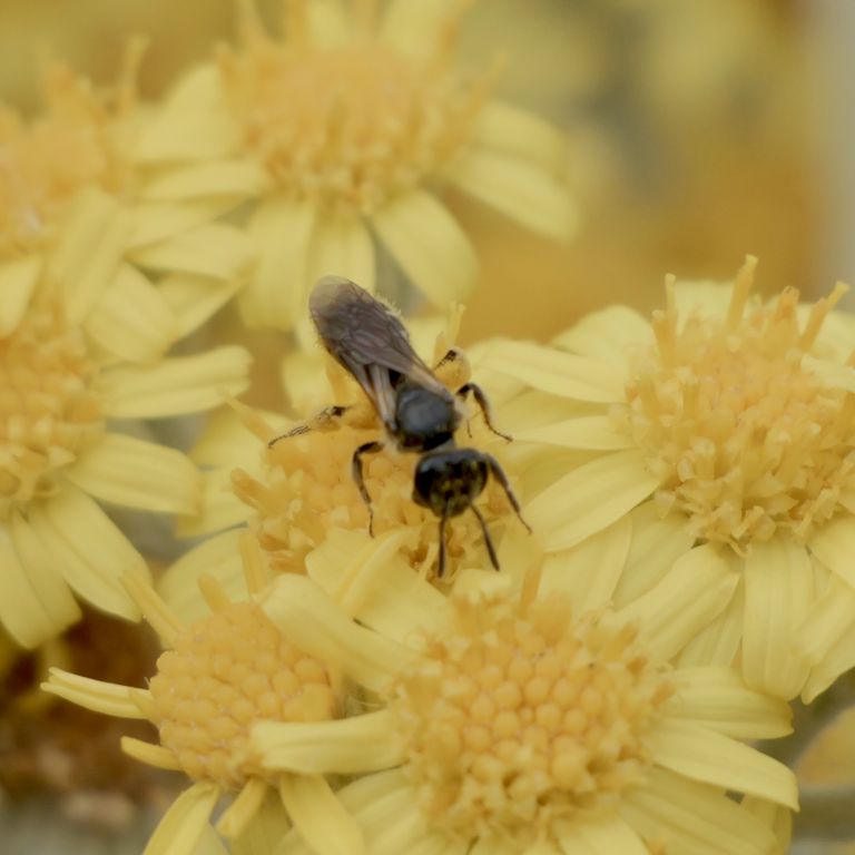 Lasioglossum